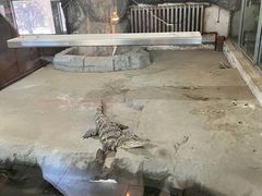 -哈尔滨北方森林动物园