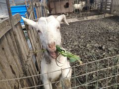 -小鱼草莓采摘园农家乐·小鱼餐厅