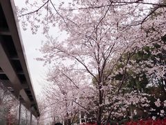 -华中科技大学光谷体育馆