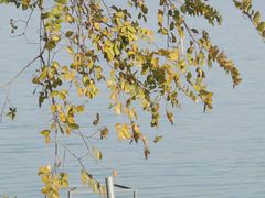-贡湖湾湿地公园