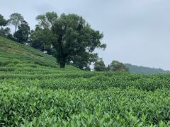 -欣怡茶庄·始于1999(梅家坞店)