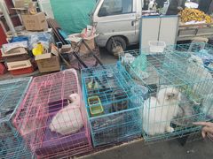 -哈尔滨道外花鸟鱼市场