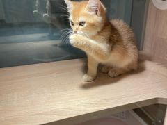 -BABIT巴比特宠物(MOMOPARK店)