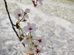 -高东镇樱花园