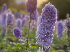 -文华公园(禅城区)