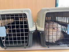 -瑞派·关忠动物医院·猫专科·犬专科(三环新城店)