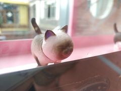 -喵屿·大理花园猫咖