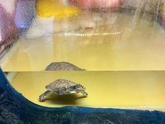 -上海大自然野生昆虫馆