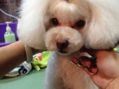 -优缇多格专业宠物美容师培训学校