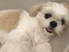 -有喵·猫咖·狗咖·40+猫狗有小奶狗(岗厦店)