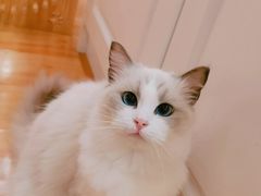 -momokira米努特·德文卷毛猫·棉花面纱犬