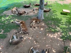 -西霞口神雕山野生动物世界