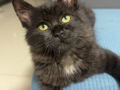 -瑞派蒂凯宠物医院·免疫点·宠保定点