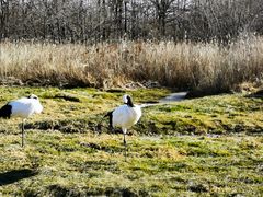 -钏路市丹顶鹤自然公园