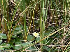 -蜀冈西峰生态公园