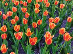 -长春公园(普阳街道)