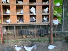 -八大山人梅湖景区