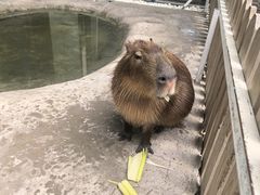 -廊坊固安福朋喜来登酒店