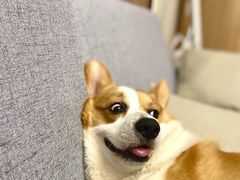 -沐沐家宠物(成寿寺店)