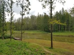 -黄海国家森林公园