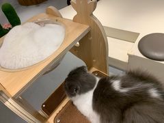 -飞行喵MR PILOT|猫舍·猫咖(静安大融城店)