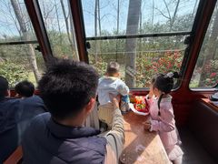 -合肥滨湖国家森林公园