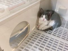 -lincat·猫舍(广州店)