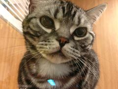 -藦茜花园宠物主题亲子互动体验馆(国顺东路店)