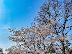 -武汉大学-樱园