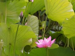 -北京动物园-畅观楼