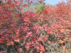 -北京西山国家森林公园