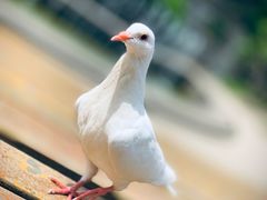 -音乐台