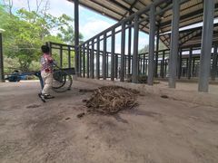 -野象谷景区