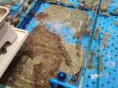 -大连湾旭日·家宴·海肠捞饭(马栏广场店)