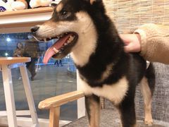 -南京Hallo宠物乐园·哈罗犬舍·柴犬繁育基地