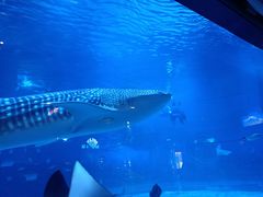 -烟台海昌鲸鲨海洋公园