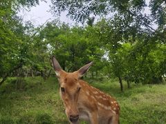 -大连森林动物园