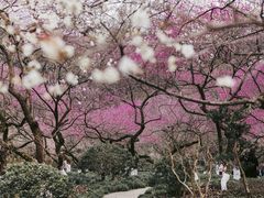 -杭州植物园