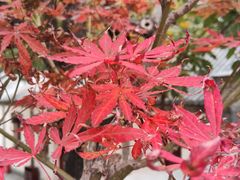 -香山公园