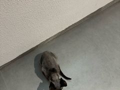 -琪喵猫屋·撸猫猫咖·猫舍