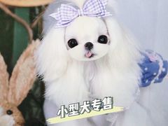 -萌宠之家·腊肠犬·马尔泰·小体犬舍