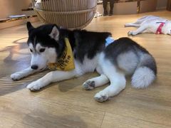 -Husky Go! 哈士奇体验馆·宠物咖啡厅狗咖