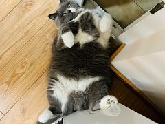 -老吴的猫·猫舍(新区店)