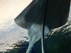 -瑞普利水族馆