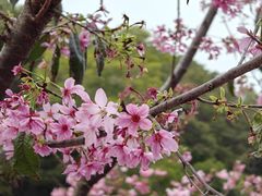 -狐尾山公园