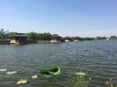 -杭州湾海上花田景区