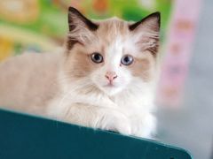 -宠颐生宠物医院·异宠猫科内科·诊疗中心宠巢店