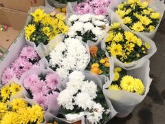 -龙大花卉苗木市场