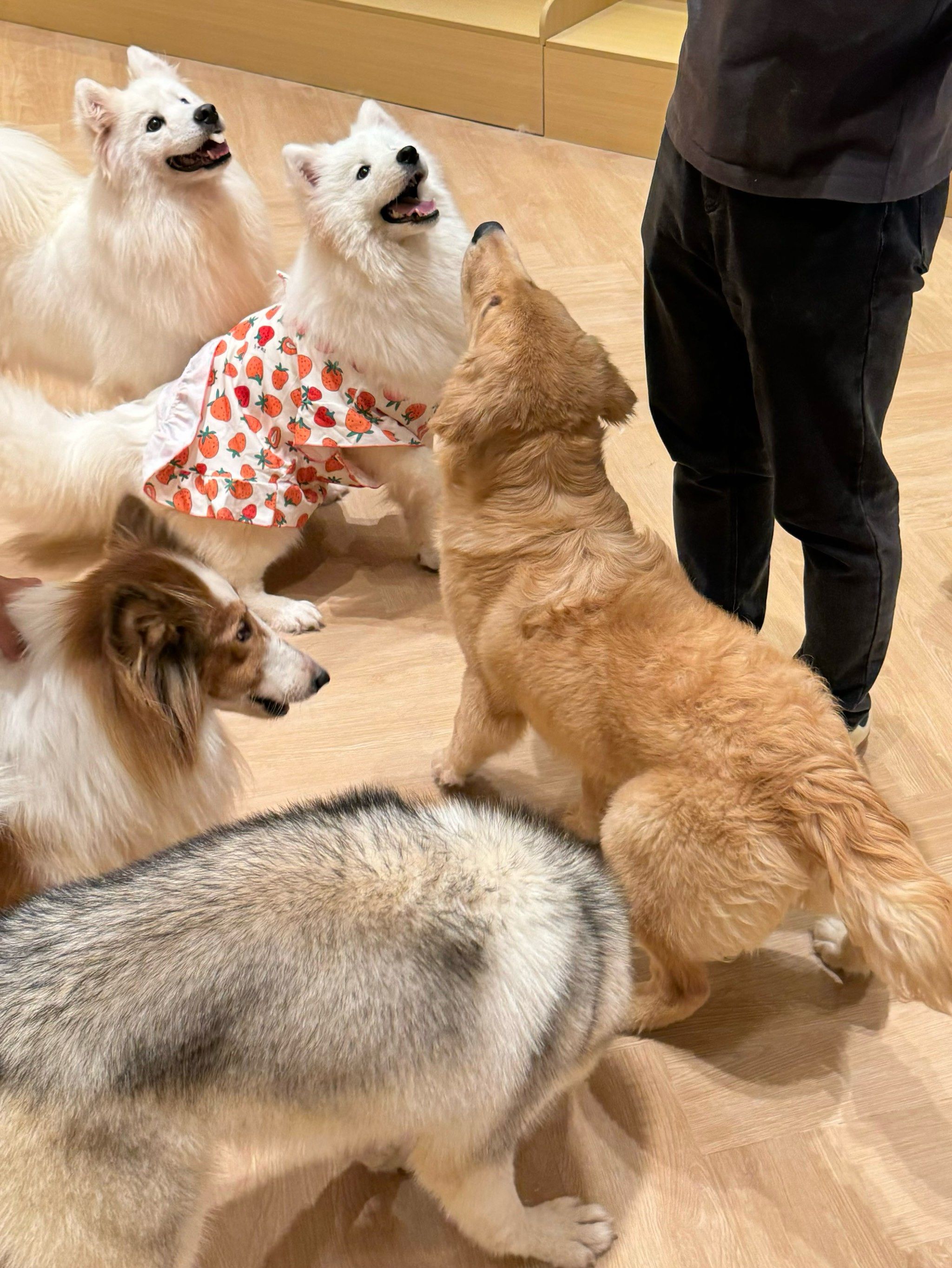 新开的!猫猫狗狗聚集地!太可爱了