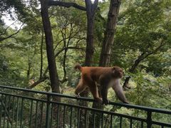 -黔灵山公园